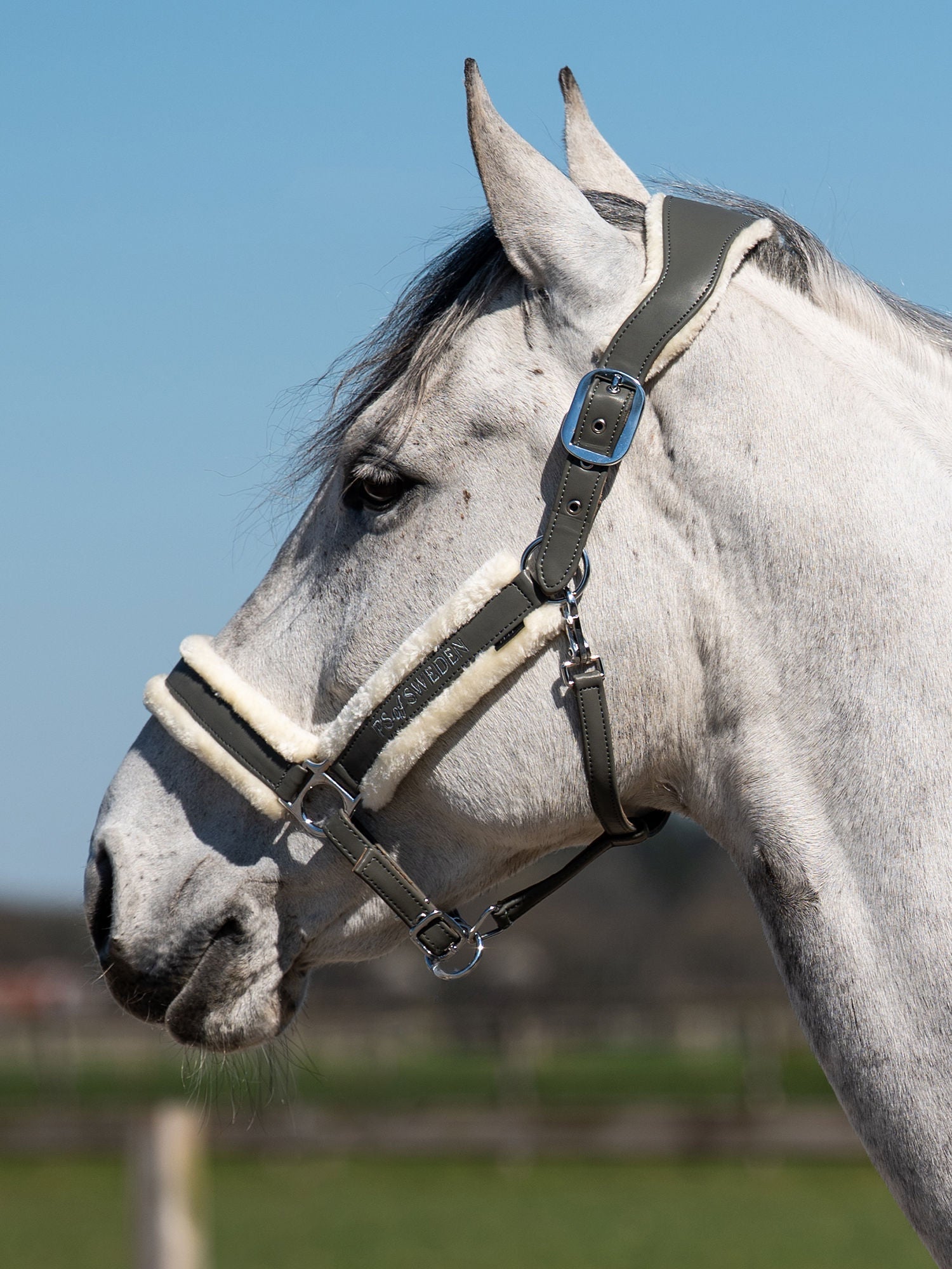 Polos / Bandages - PS Bridles