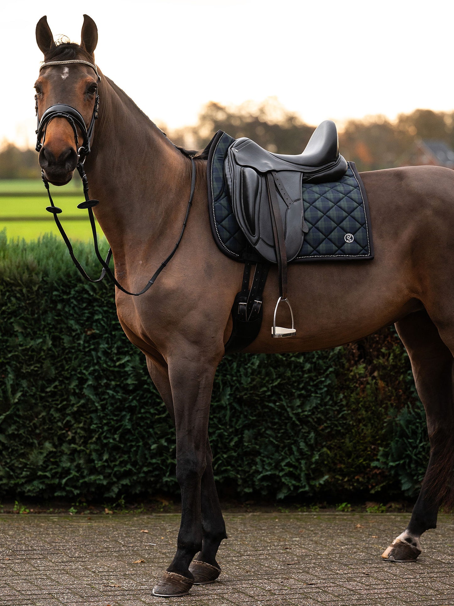 SP Tartan Checked MIDNIGHT GREEN, Dressage