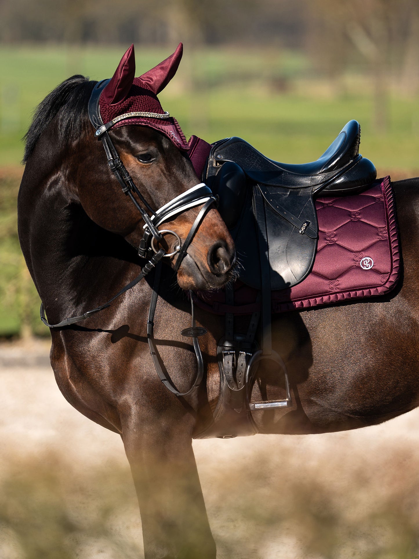 SP Ruffle PLUM, Dressage
