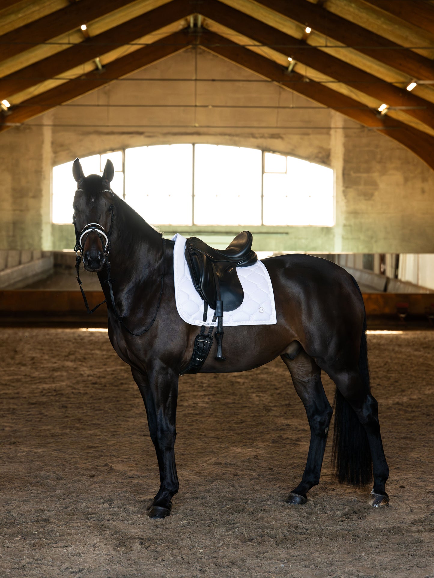 SP Stardust Pearl Sparkly WHITE, Dressage