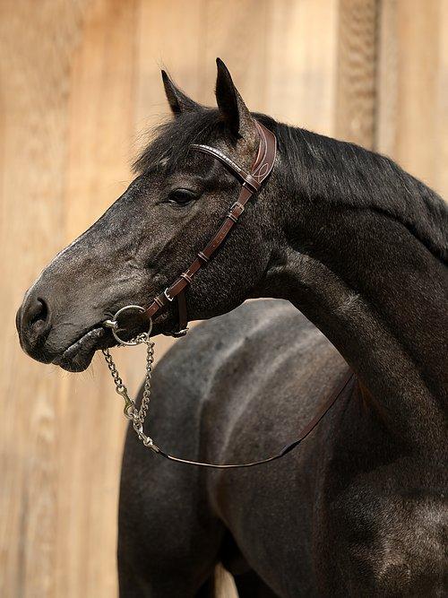 Helsinki - PS Bridles