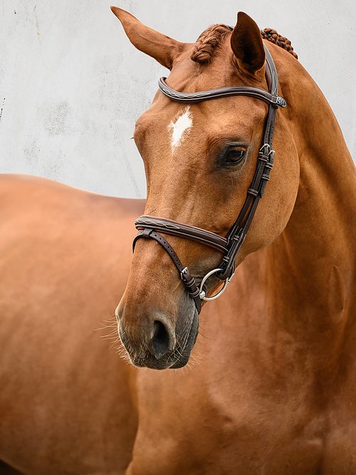 Ruffle Collection - PS Bridles