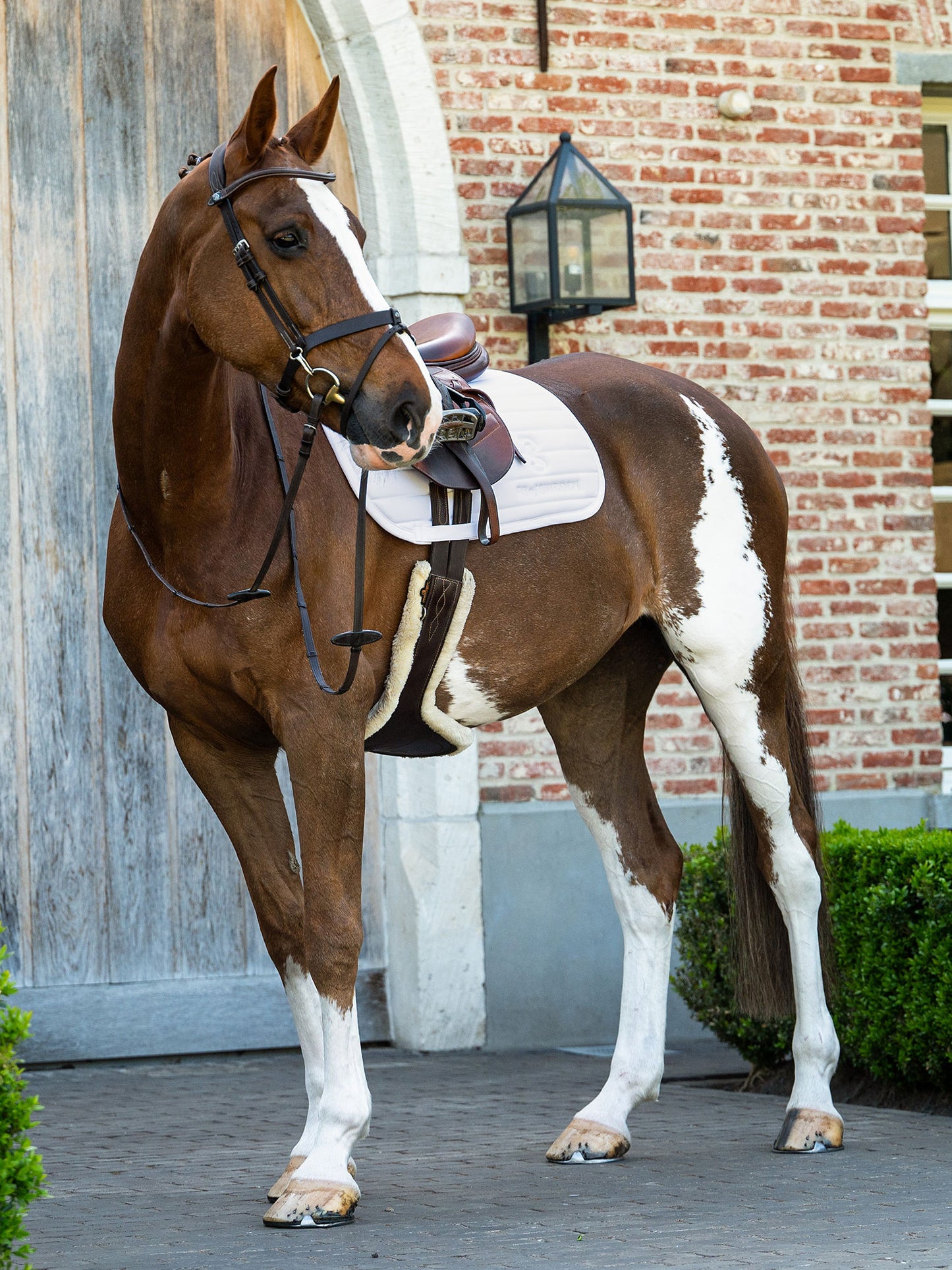 SP Stripe WHITE, Dressage