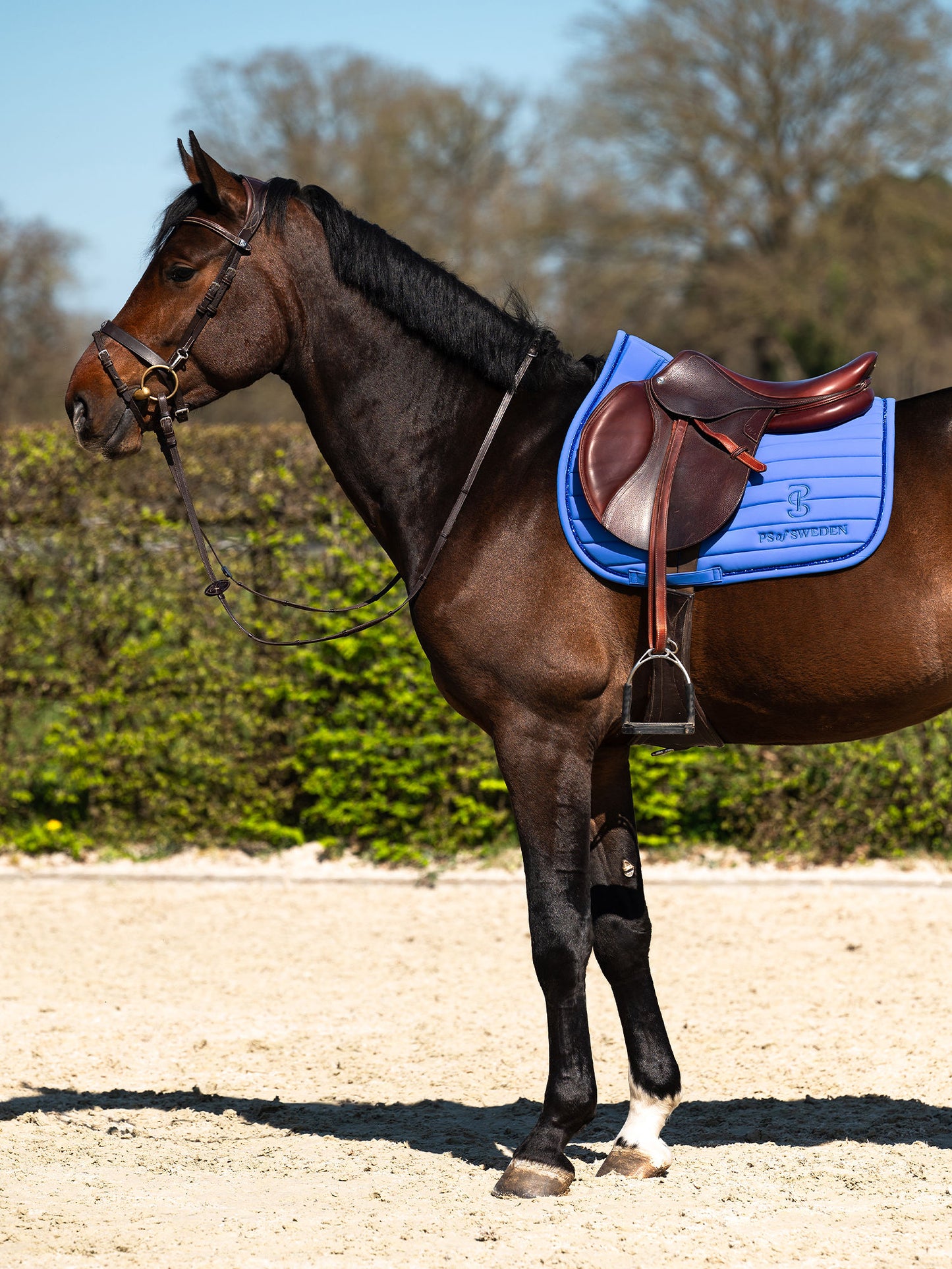 SP STRIPE Blue Violet, Jump