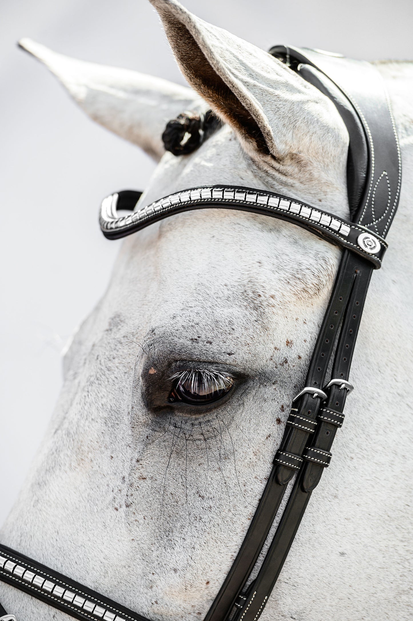 Bridle AMSTERDAM 2.0