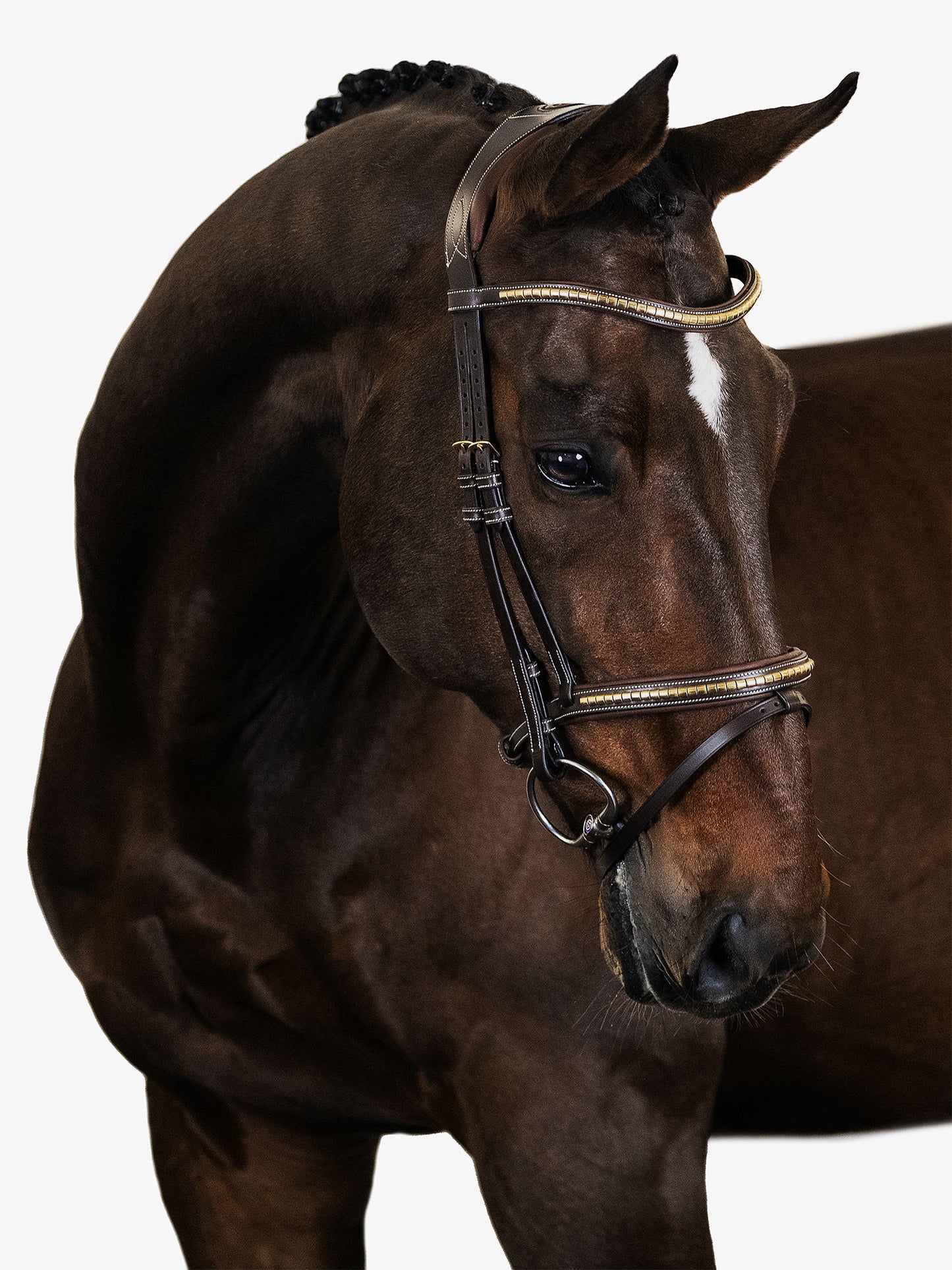 Bridle ANTWERP 2.0