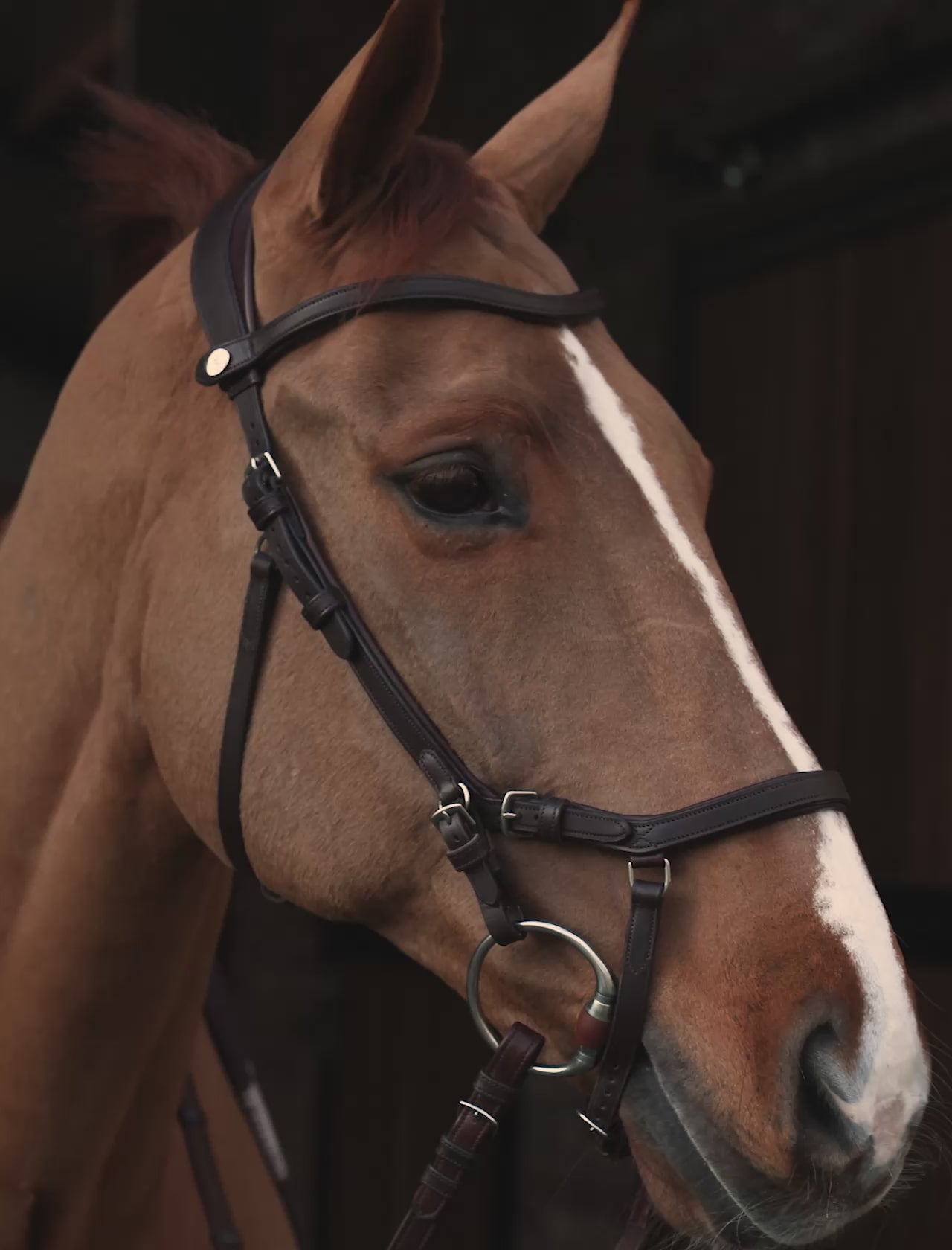 Bridle KING EDWARD – PS of Sweden, SA