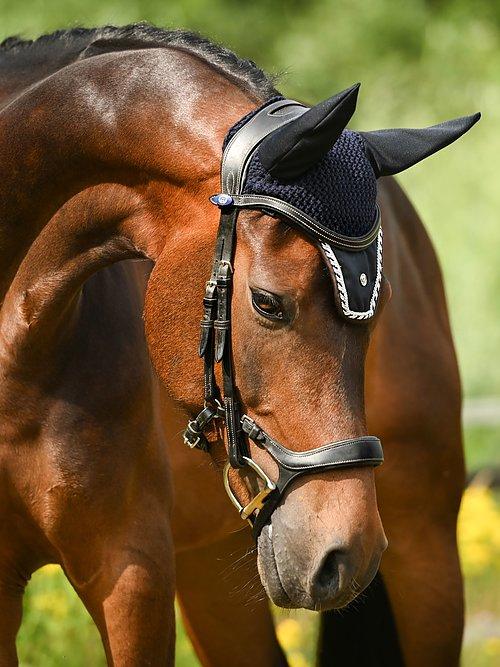 Pioneer - PS Bridles