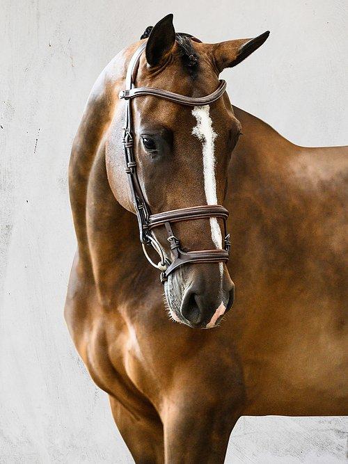 Paris - PS Bridles