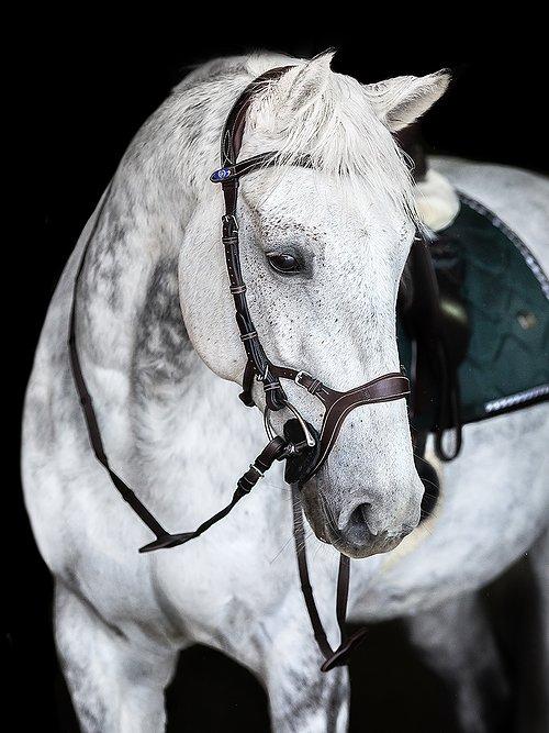 Nirak - PS Bridles