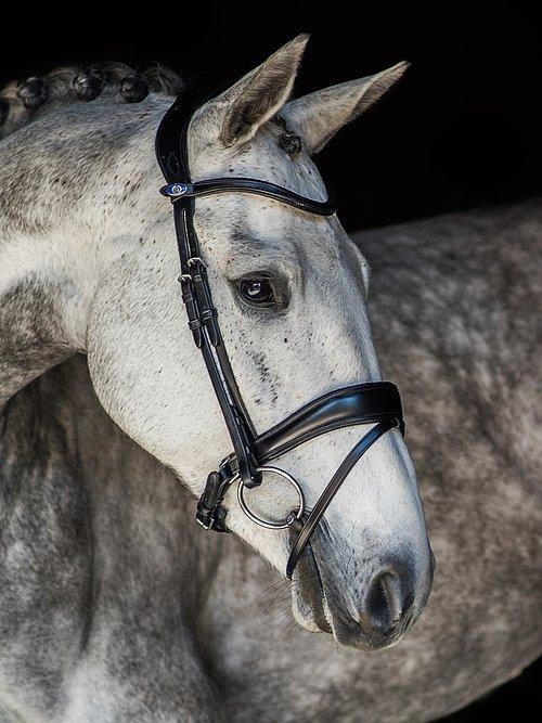 Flying Change - PS Bridles