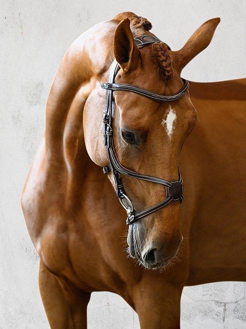 Athens Bridle - PS Bridles