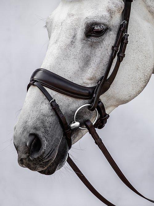 Palladin - PS Bridles