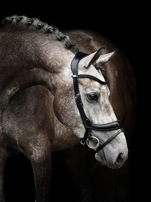 Palladin - PS Bridles