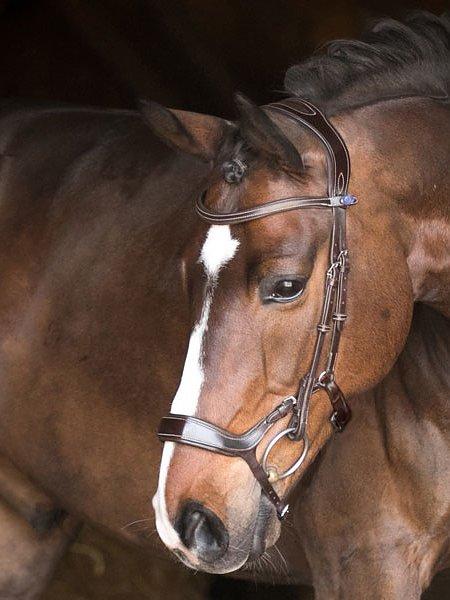 Pioneer - PS Bridles