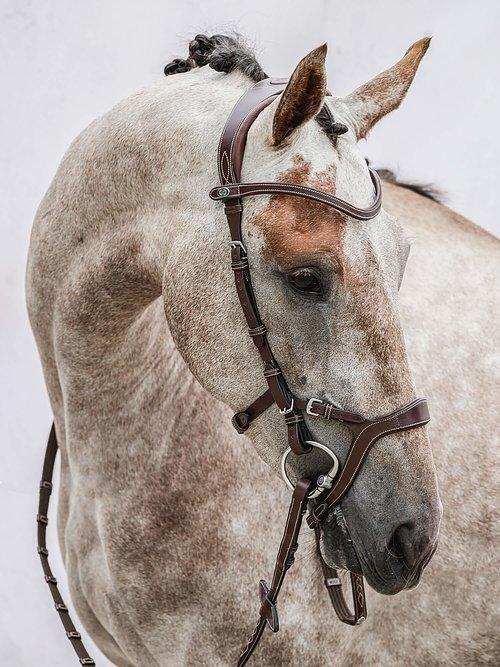 Nirak - PS Bridles