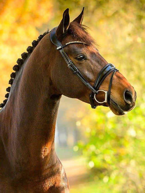 Flying Change - PS Bridles