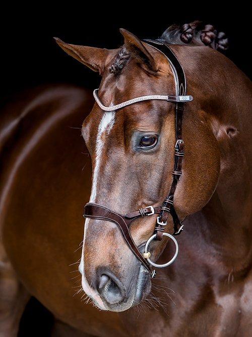 Nirak - PS Bridles