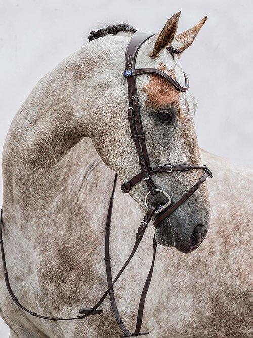 HvE - PS Bridles