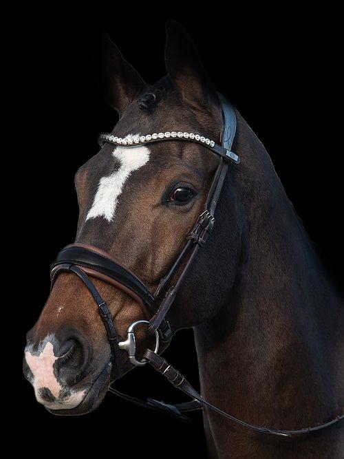 GP - PS Bridles