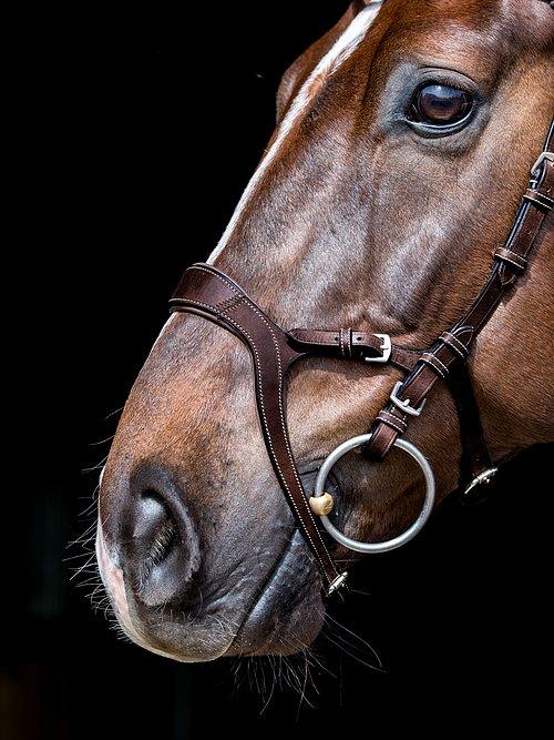 Nirak - PS Bridles