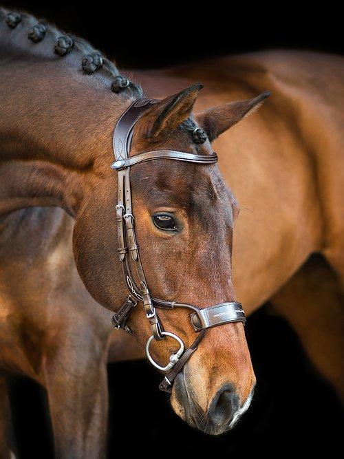 High Jump Revolution - PS Bridles