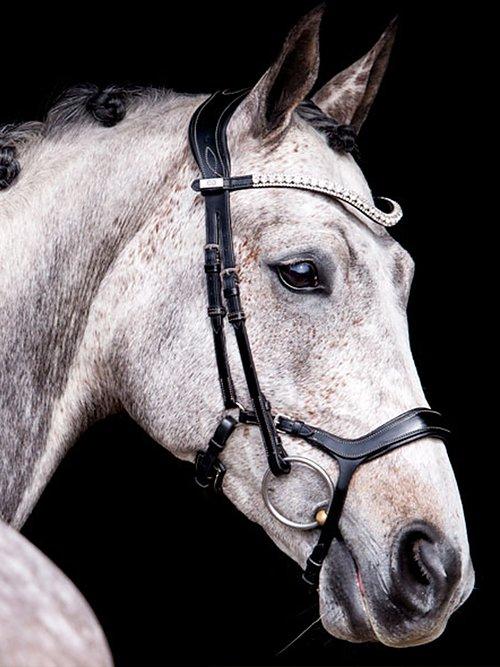 Pioneer - PS Bridles