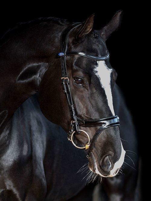 Jump Off Revolution - PS Bridles