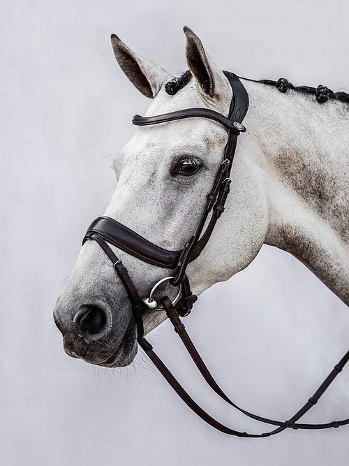 Palladin - PS Bridles