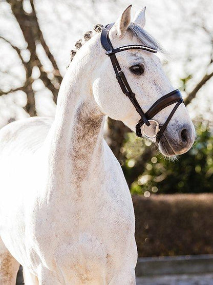 Flying Change - PS Bridles